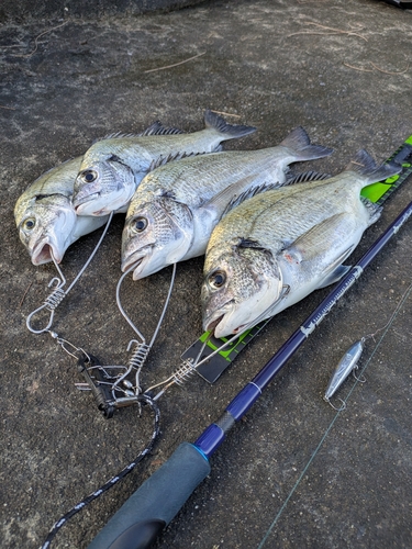 ミナミクロダイの釣果