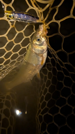 ウグイの釣果