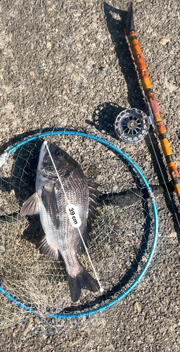 クロダイの釣果