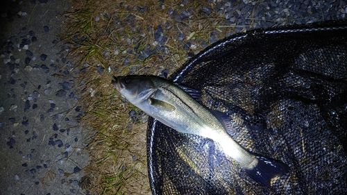フッコ（マルスズキ）の釣果