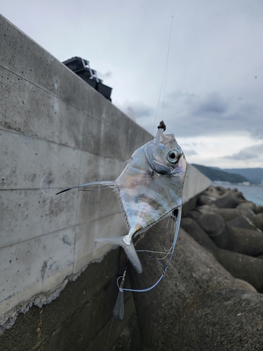 イトヒキアジの釣果