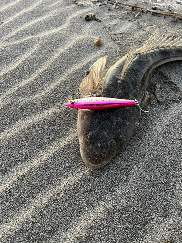 マゴチの釣果