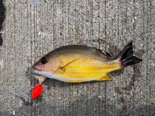 フエダイの釣果