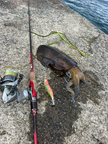 アオリイカの釣果