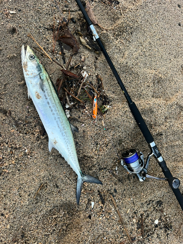 福井県で釣れたアオリイカの釣り・釣果情報 - アングラーズ | 釣果600万件の魚釣り情報サイト