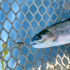 ニジマスの釣果