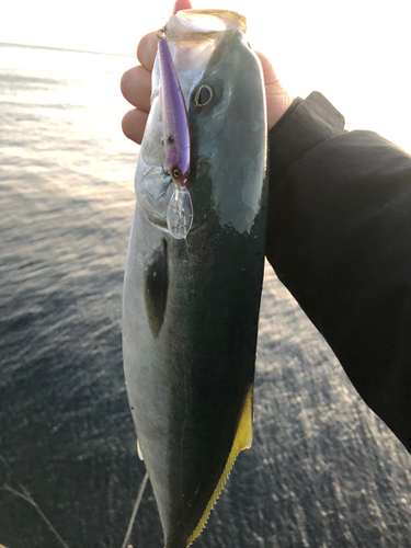 イナダの釣果