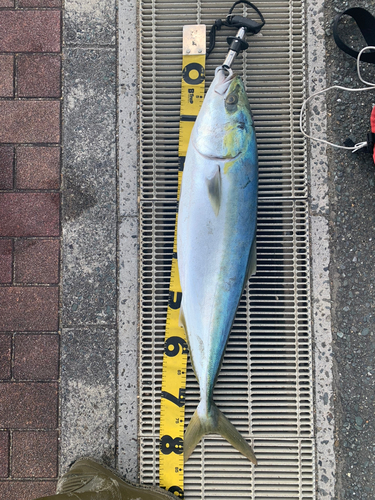 ブリの釣果