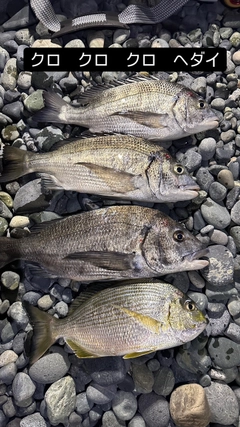 クロダイの釣果