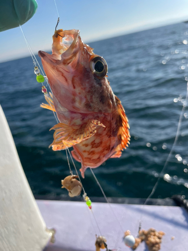 オニオコゼの釣果