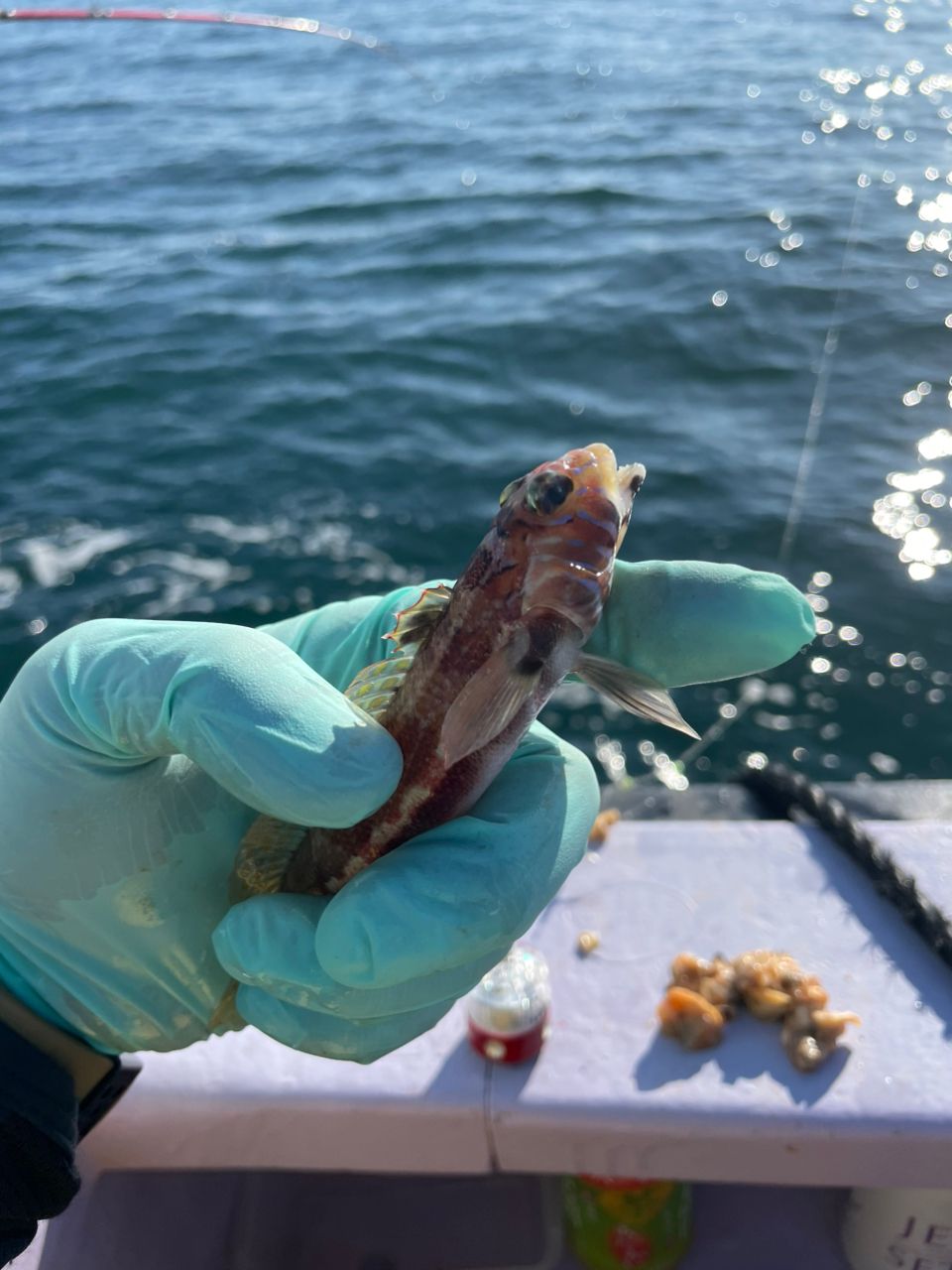 ホルスですさんの釣果 2枚目の画像