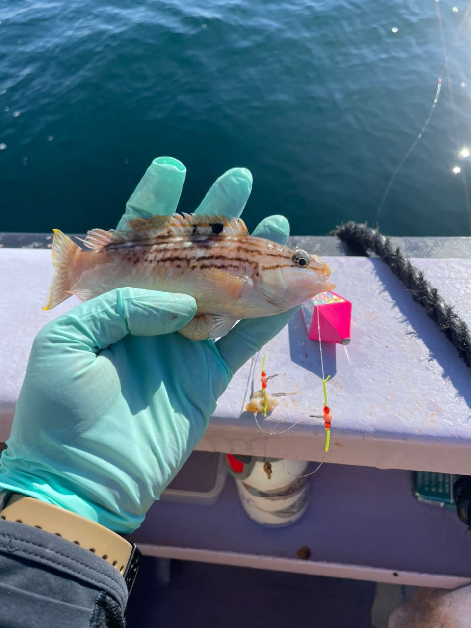 ホルスですさんの釣果 3枚目の画像