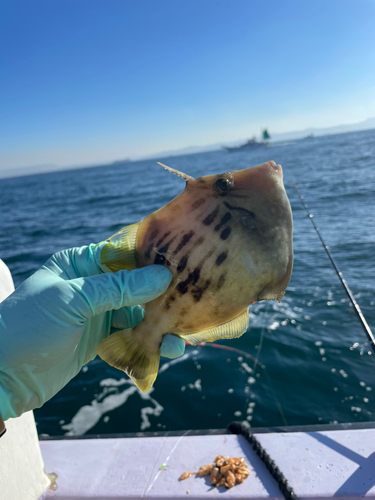 カワハギの釣果