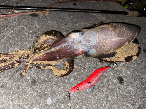 シルイチャーの釣果