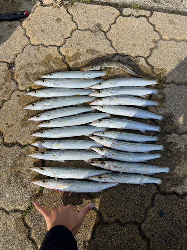 アカカマスの釣果