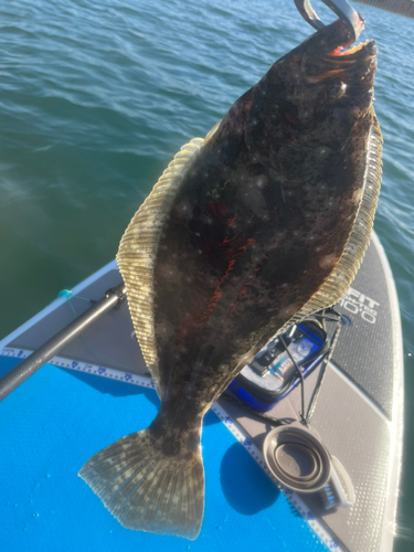 ヒラメの釣果