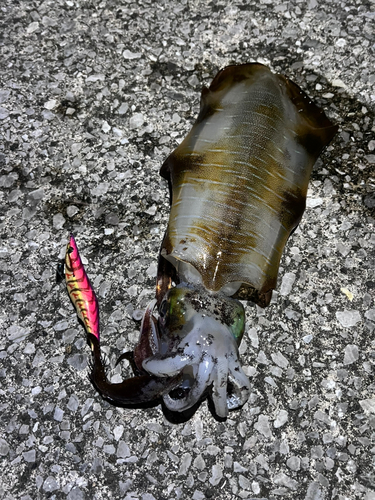 アオリイカの釣果