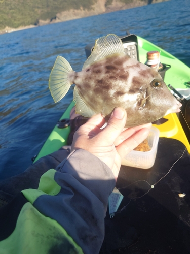 カワハギの釣果