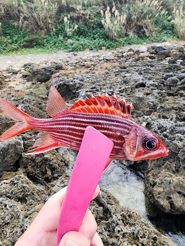 テリエビスの釣果