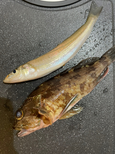 須磨海釣り公園