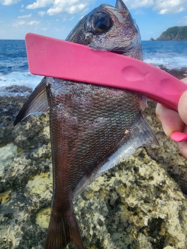 ハタンポの釣果