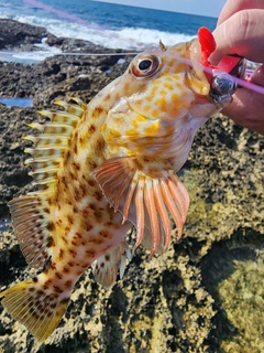 イソゴンベの釣果