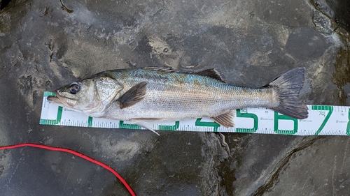 スズキの釣果