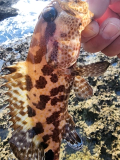 マダラハタの釣果