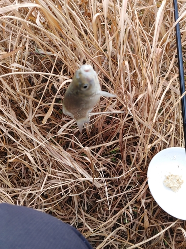 フナの釣果