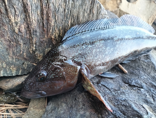 アイナメの釣果