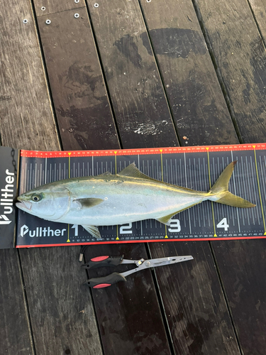 イナダの釣果