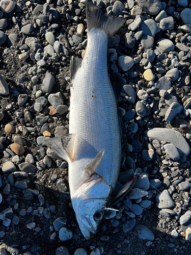 セイゴ（ヒラスズキ）の釣果