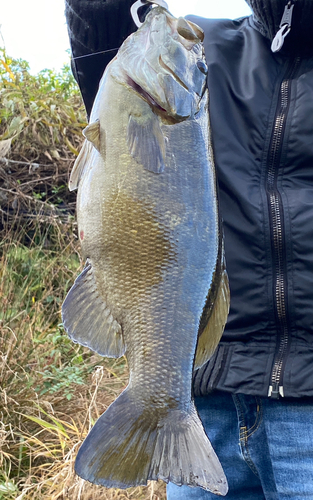 スモールマウスバスの釣果