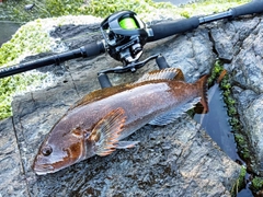 アイナメの釣果