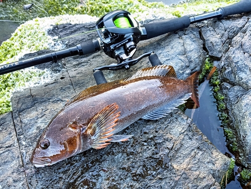 アイナメの釣果