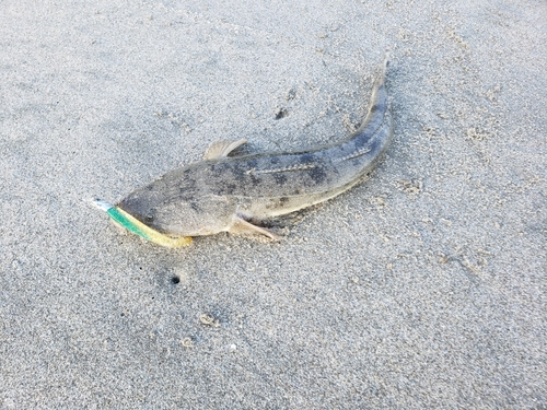 マゴチの釣果