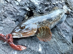 アイナメの釣果