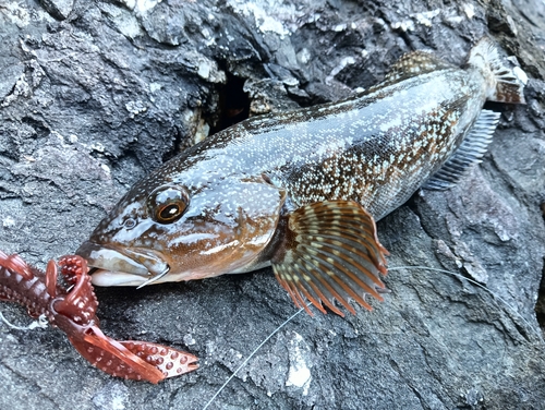 アイナメの釣果