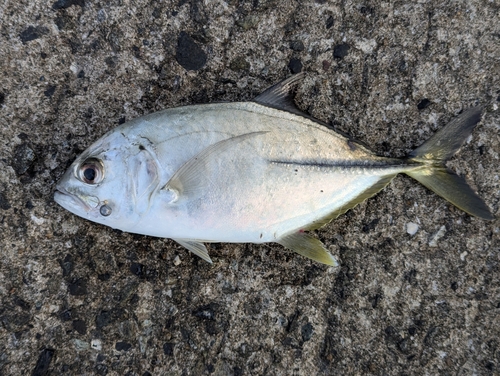 メッキの釣果