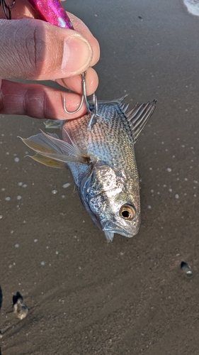 シログチの釣果