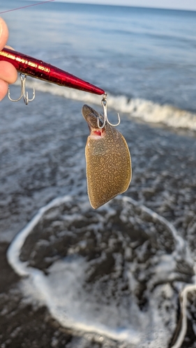 シタビラメの釣果