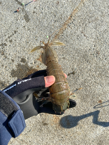 シャコの釣果