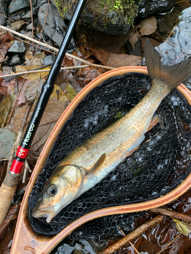 ウグイの釣果