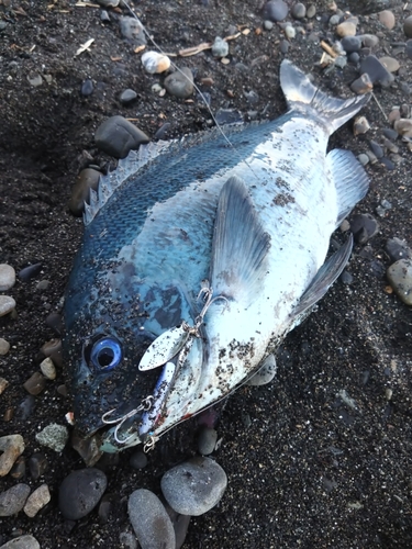 メジナの釣果