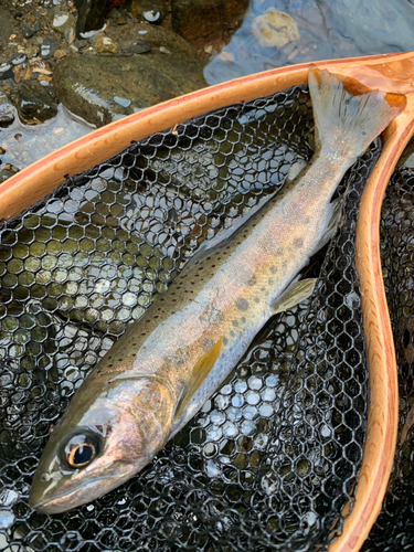 アマゴの釣果