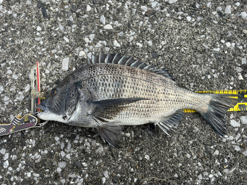 クロダイの釣果