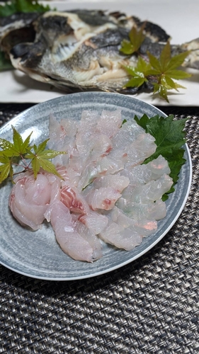 オナガグレの釣果