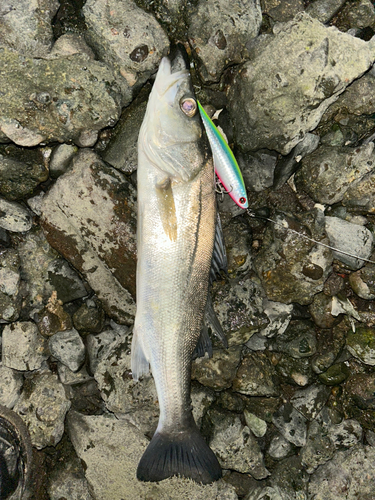 シーバスの釣果