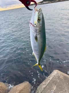 イナダの釣果