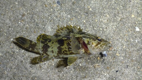 タケノコメバルの釣果